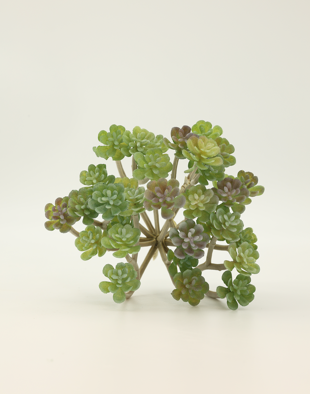 Cactus Succulent Green