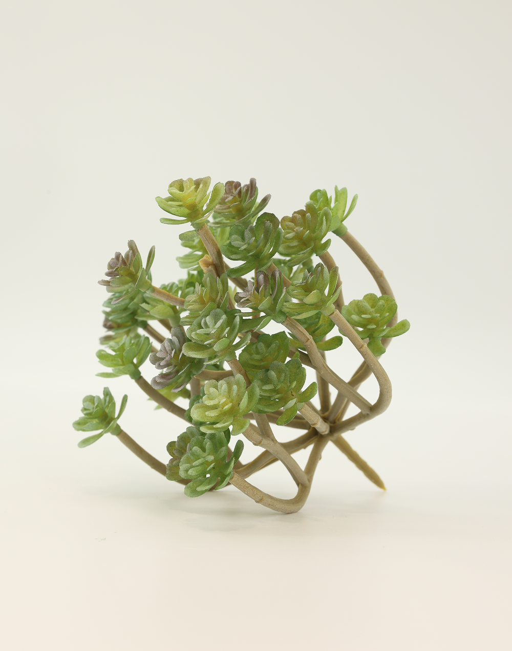 Cactus Succulent Green