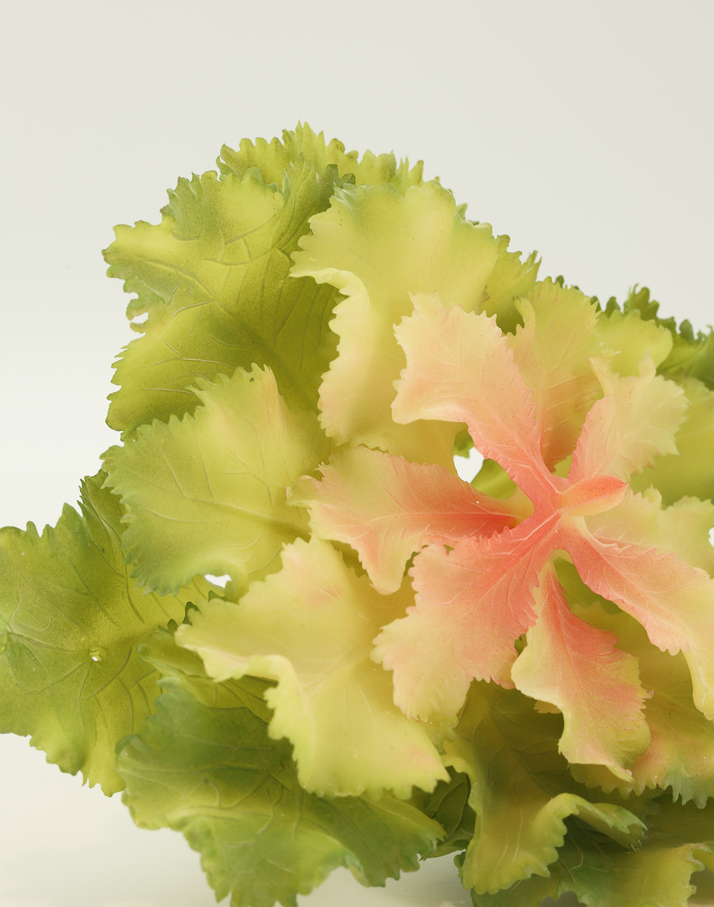 Lettuce Leaf Succulent
