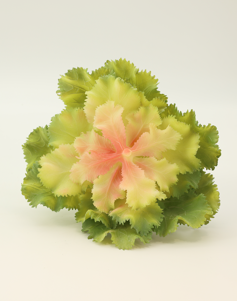Lettuce Leaf Succulent