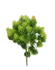 Sedum Bush Green