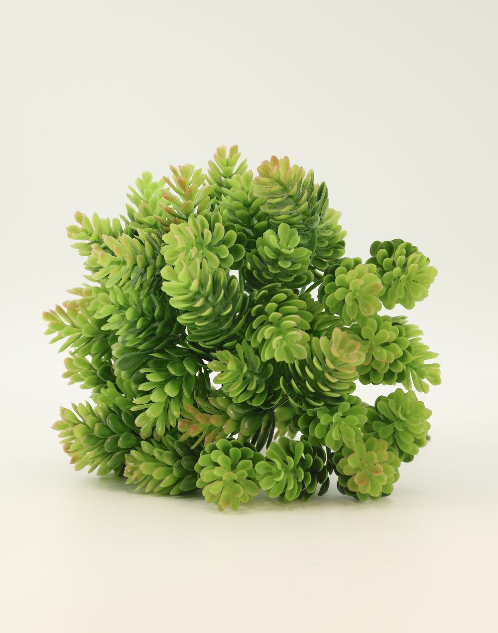 Sedum Bush Green