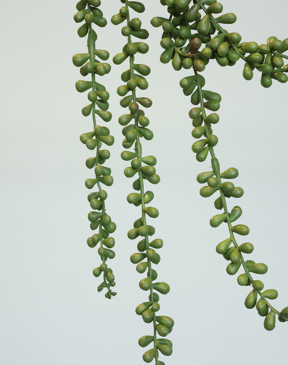 Trailing Sedum Vine