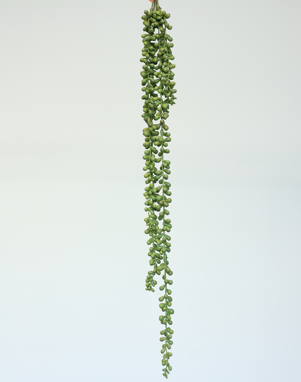 Trailing Sedum Vine