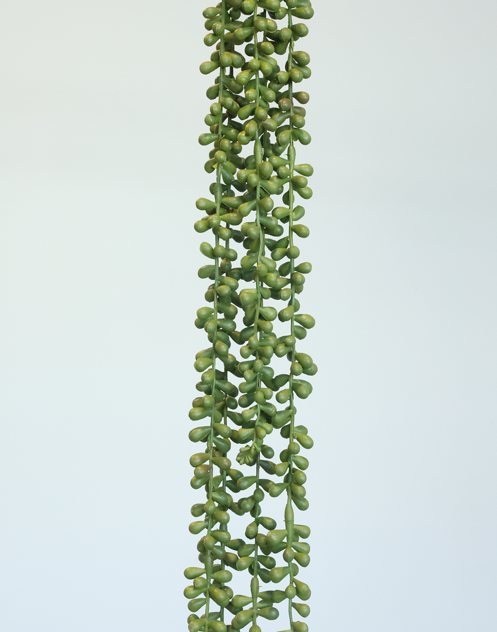 Trailing Sedum Vine