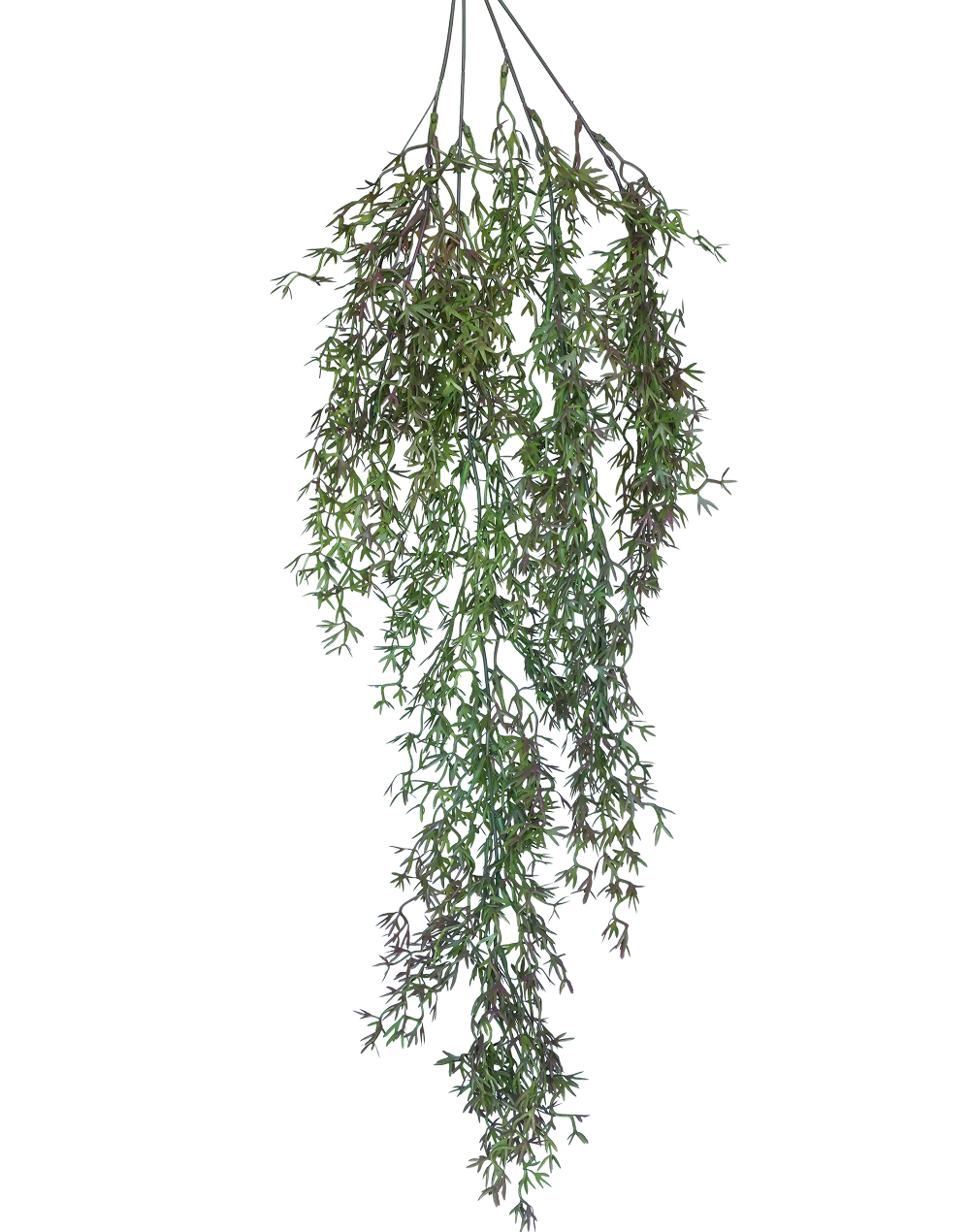 Trailing Heather Stem