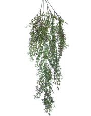 Trailing Heather Stem