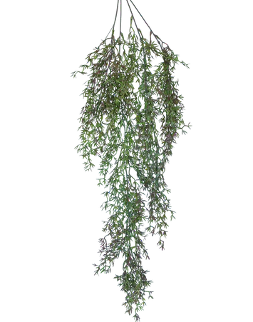 Trailing Heather Stem