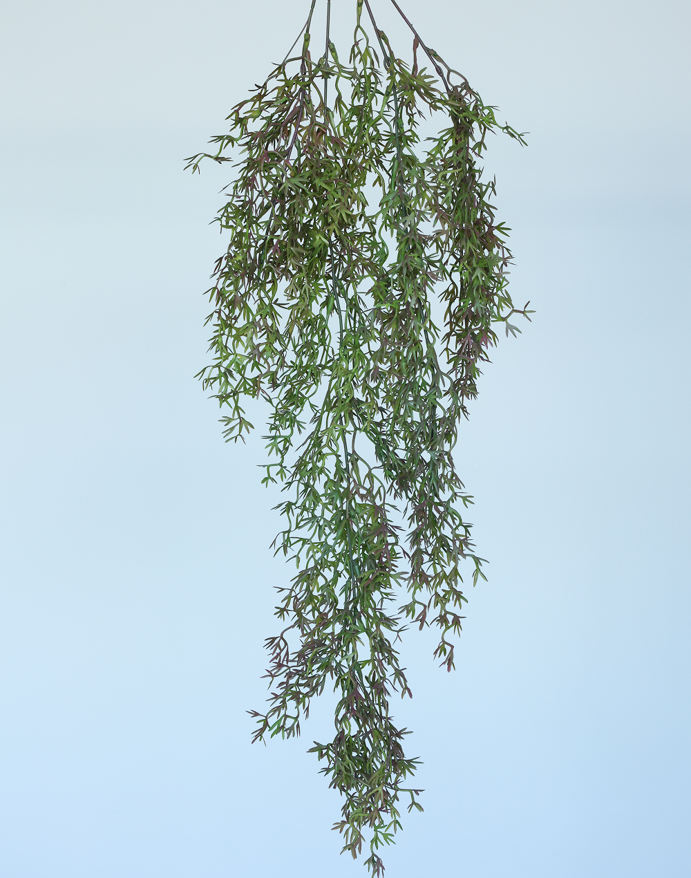 Trailing Heather Stem