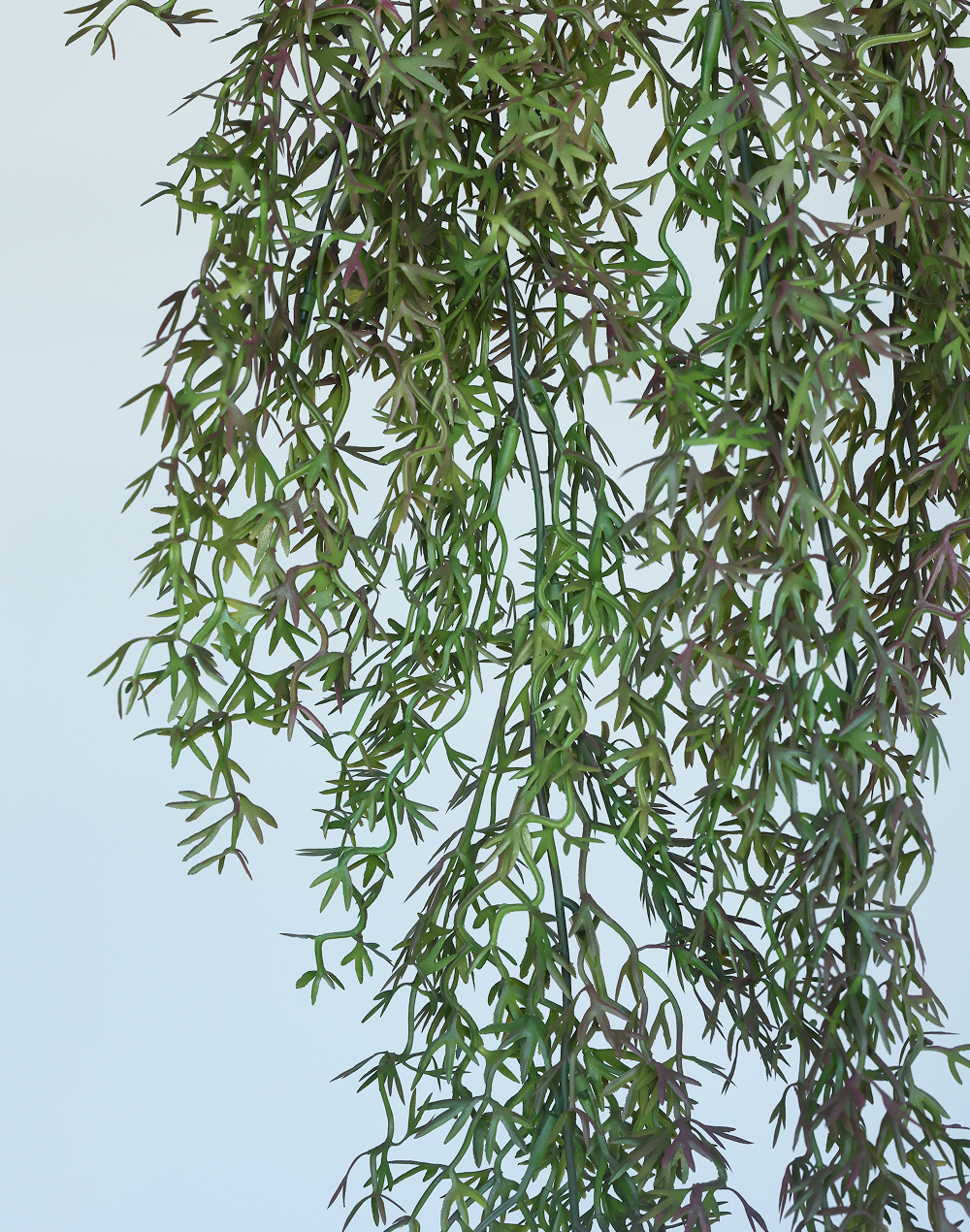 Trailing Heather Stem