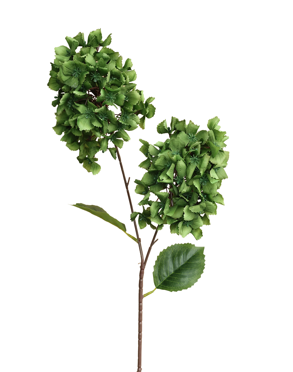 Snowball Viburnum | Available in 4 Colors
