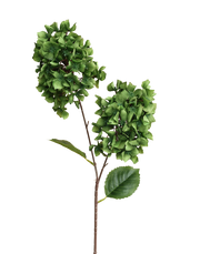 Snowball Viburnum | Available in 4 Colors