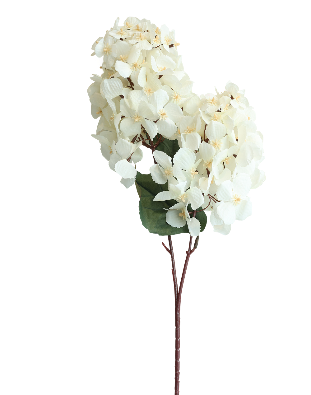 Snowball Viburnum | Available in 4 Colors