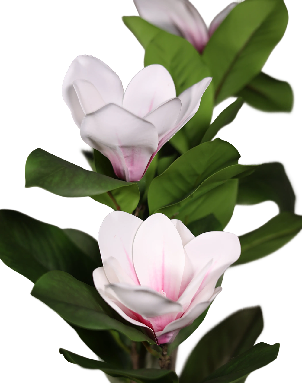White Magnolia-40"
