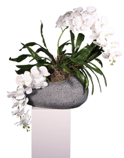 White Phalaenopsis Orchid 15 Bulb 45''Case of 15 Real Touch White