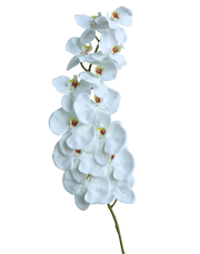 White Phalaenopsis- Case of 12-45"- White