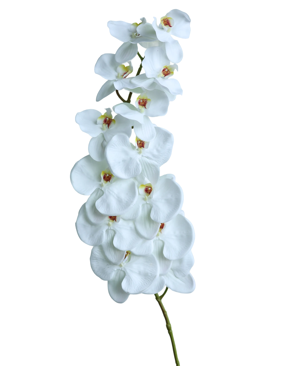 White Phalaenopsis- Case of 12-45"- White