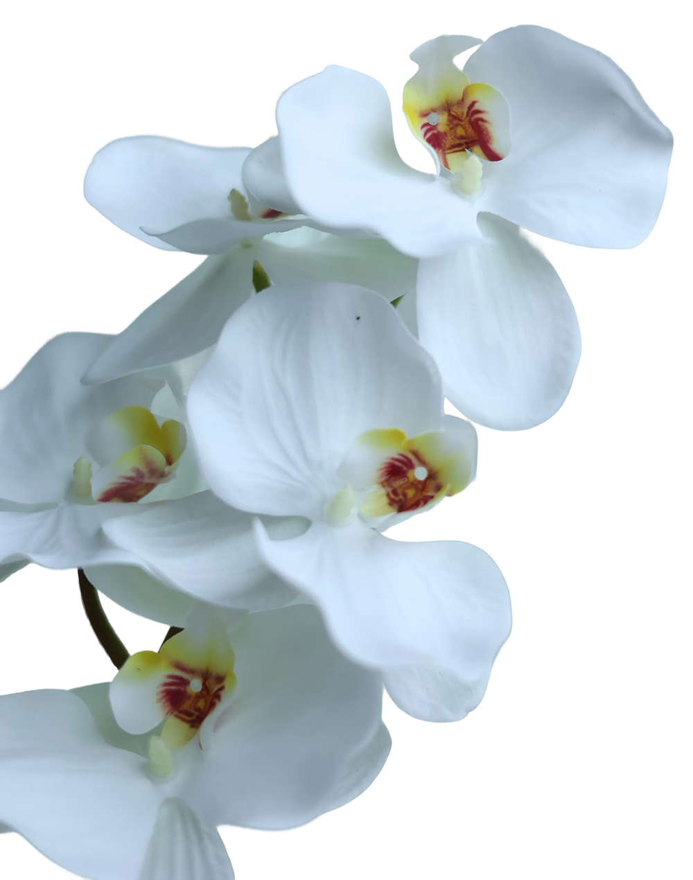 White Phalaenopsis- Case of 12-45"- White