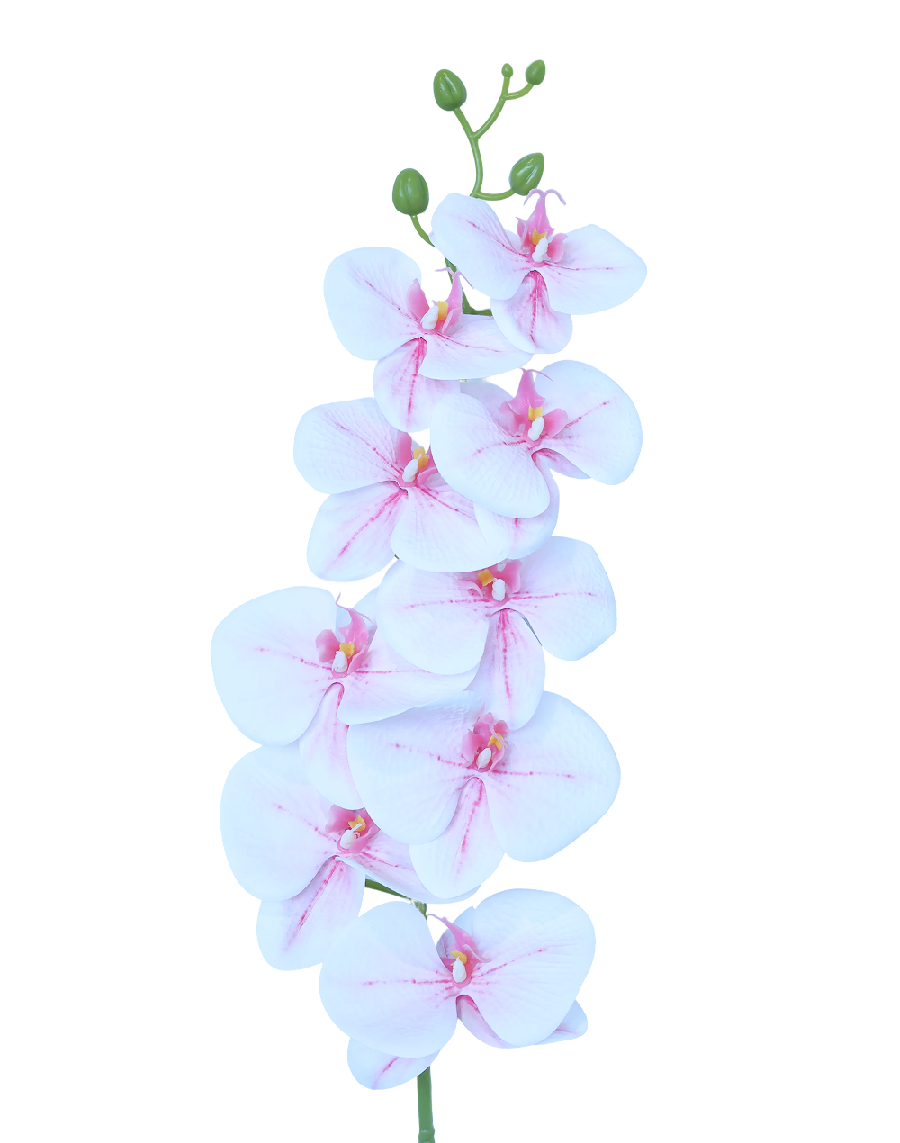 3D Orchid Stem | Available in 31 Colors