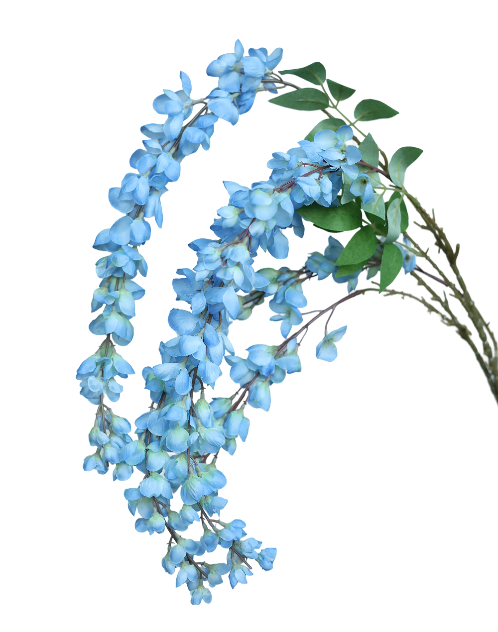 Sky Blue Wistera