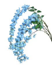 Sky Blue Wistera