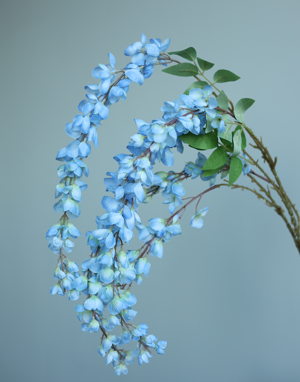 Sky Blue Wistera