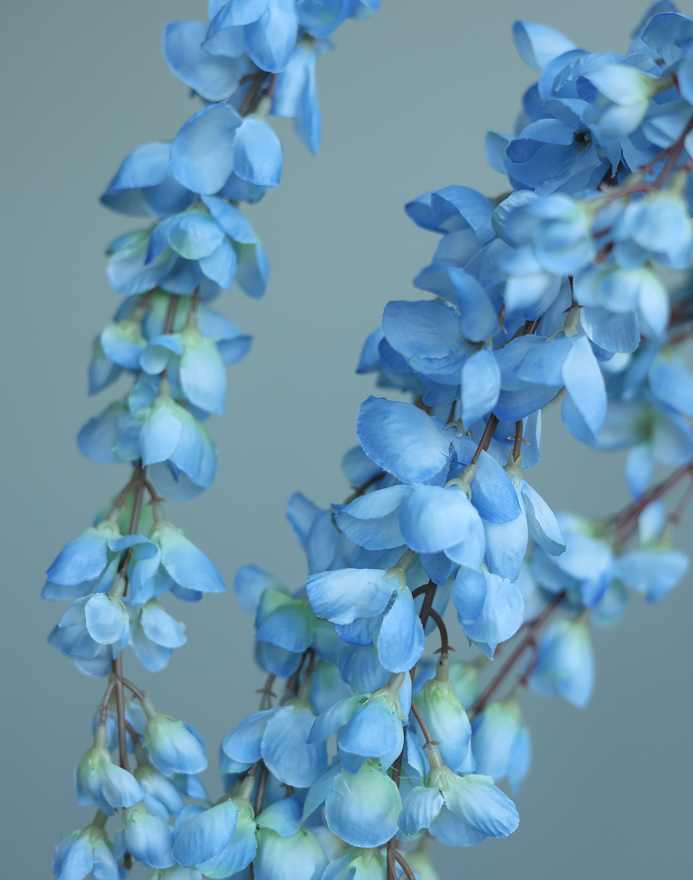 Sky Blue Wistera