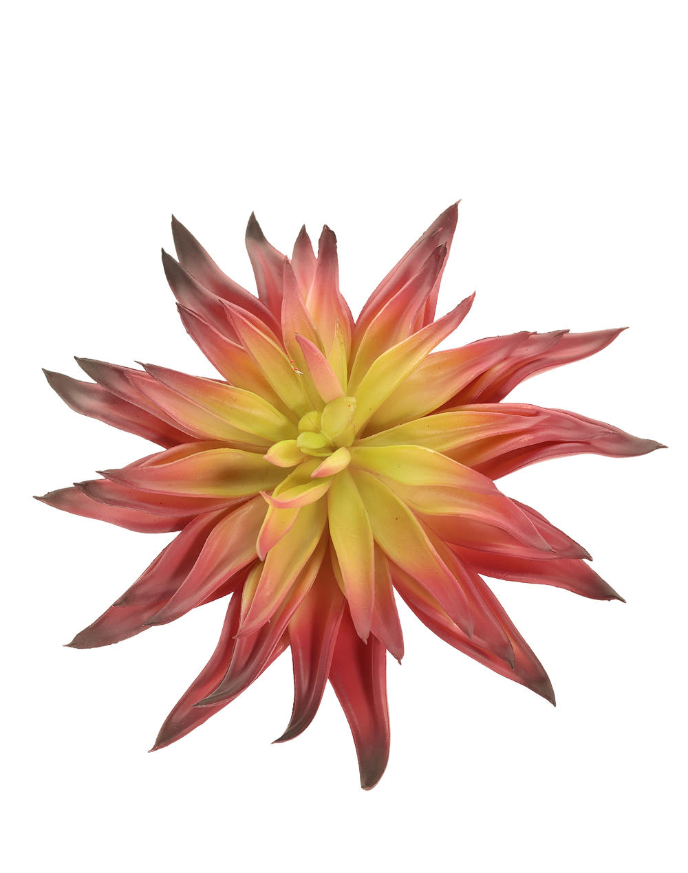 Red Agave Hybrid