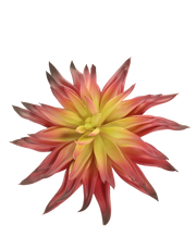 Red Agave Hybrid