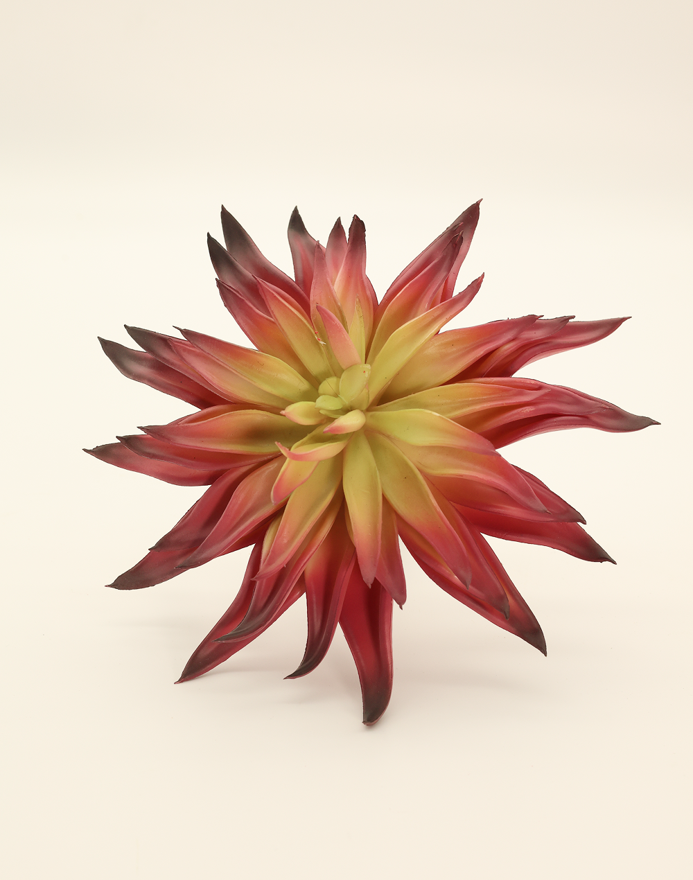 Red Agave Hybrid
