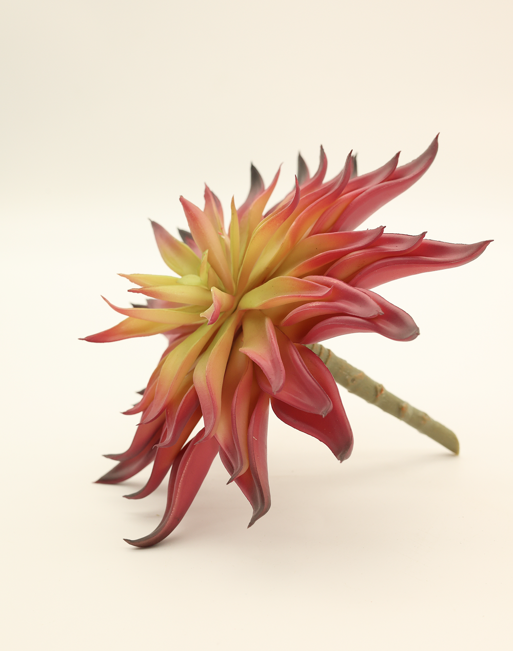 Red Agave Hybrid