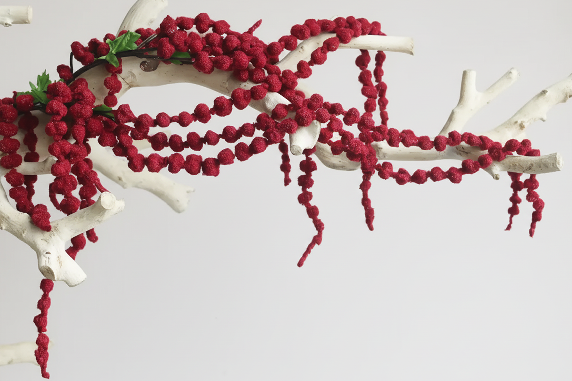 Amaranthus