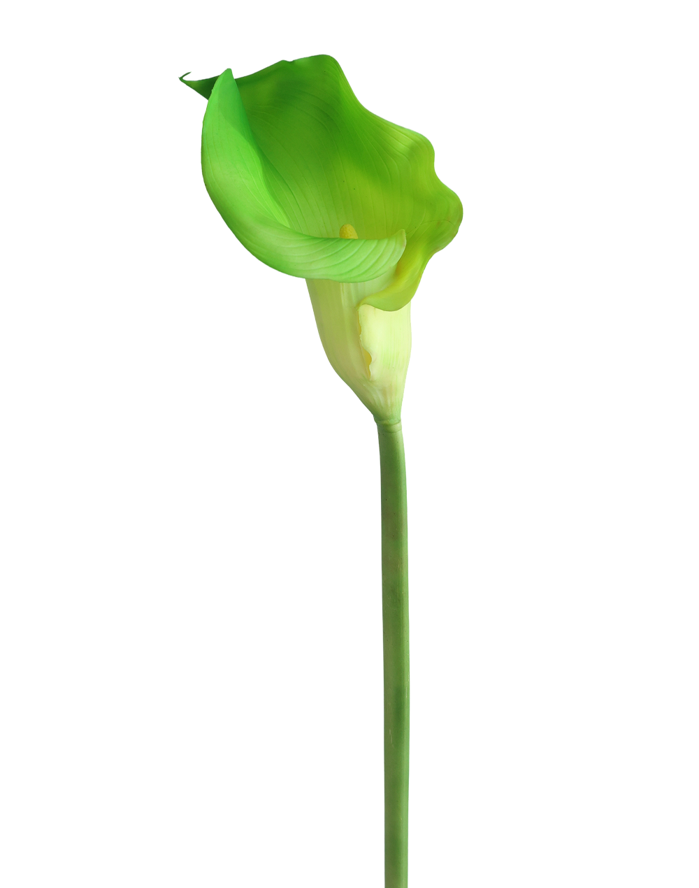 Green Gaint Calla Lily