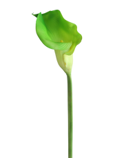 Green Gaint Calla Lily