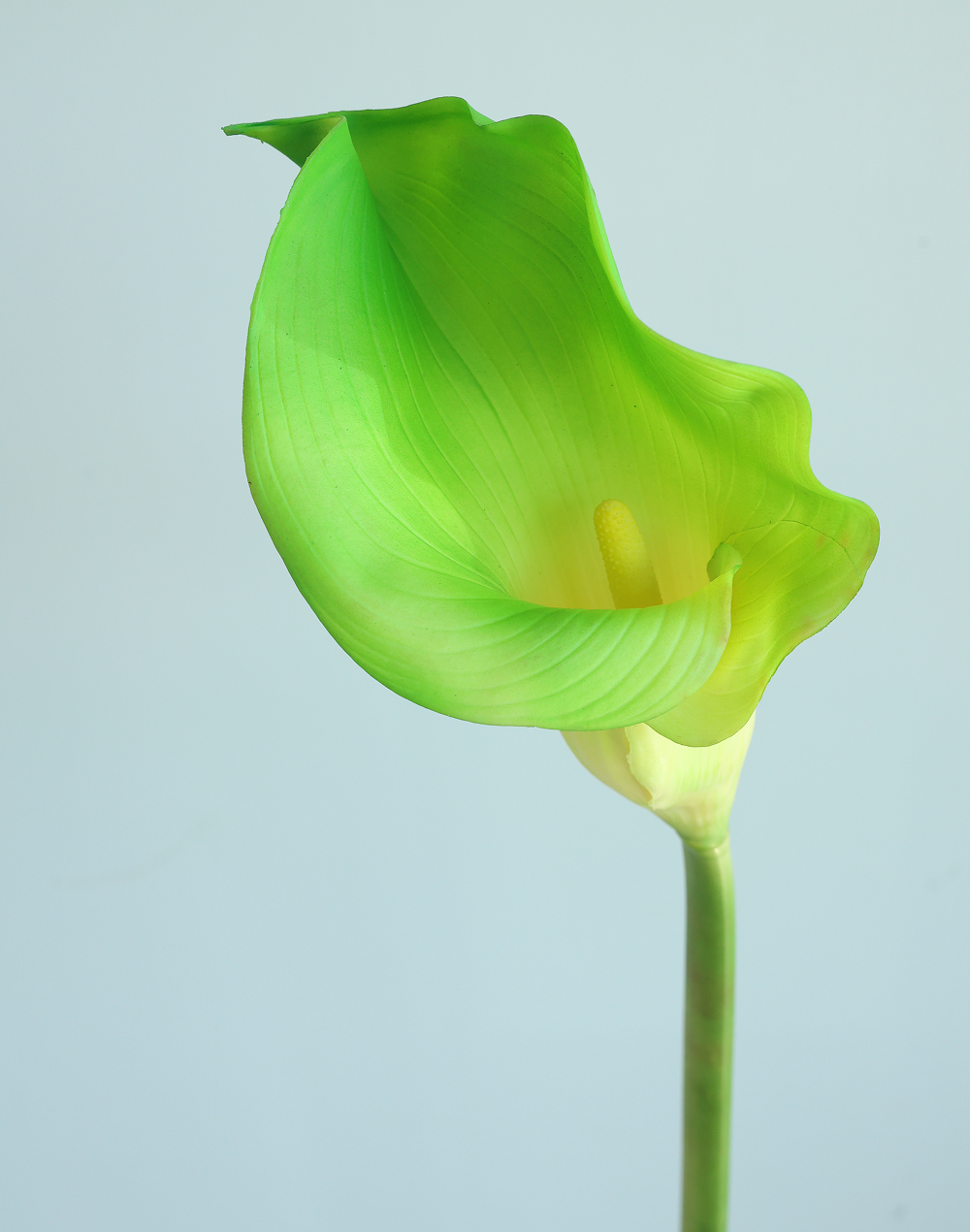 Green Gaint Calla Lily