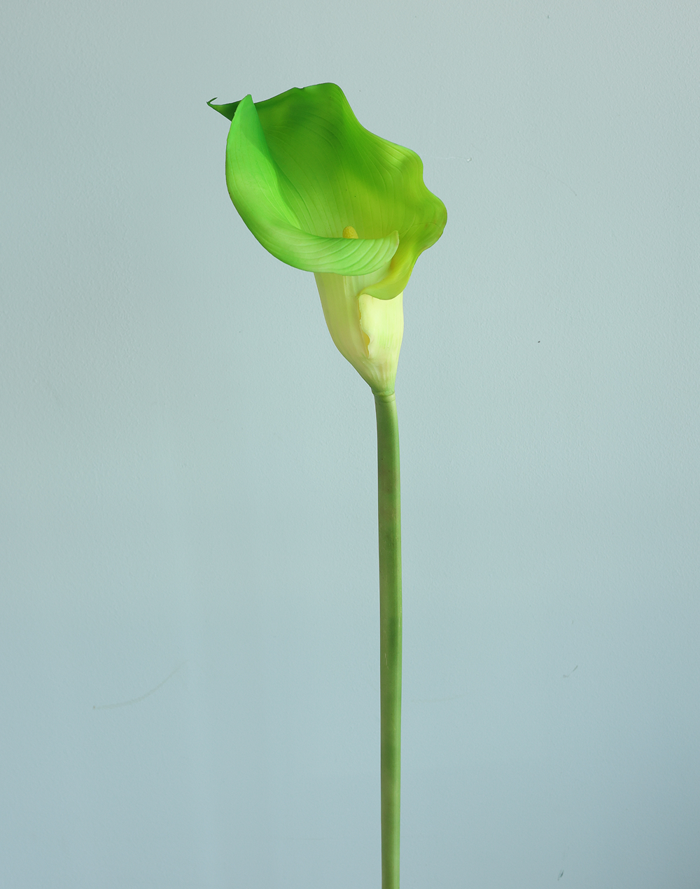 Green Gaint Calla Lily