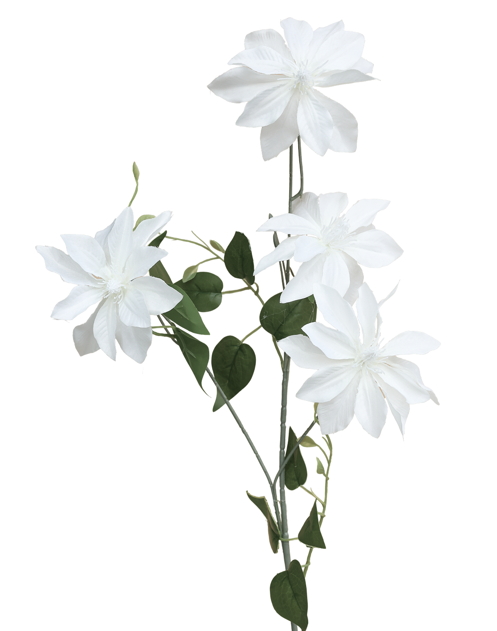 Clematis Nelly | Available in 3 Colors