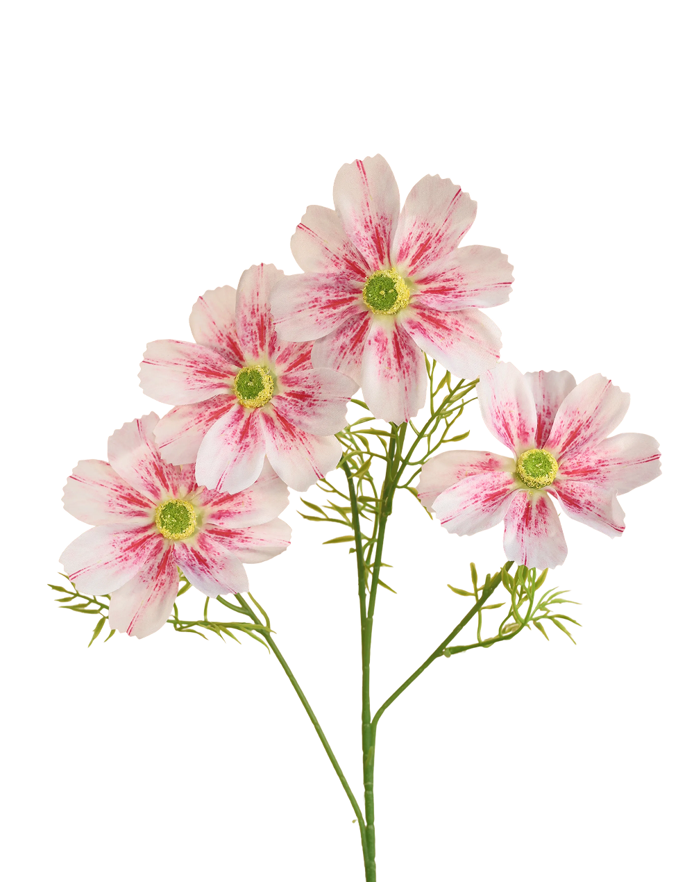 Freckled Pink Jumbo Cosmos Spray