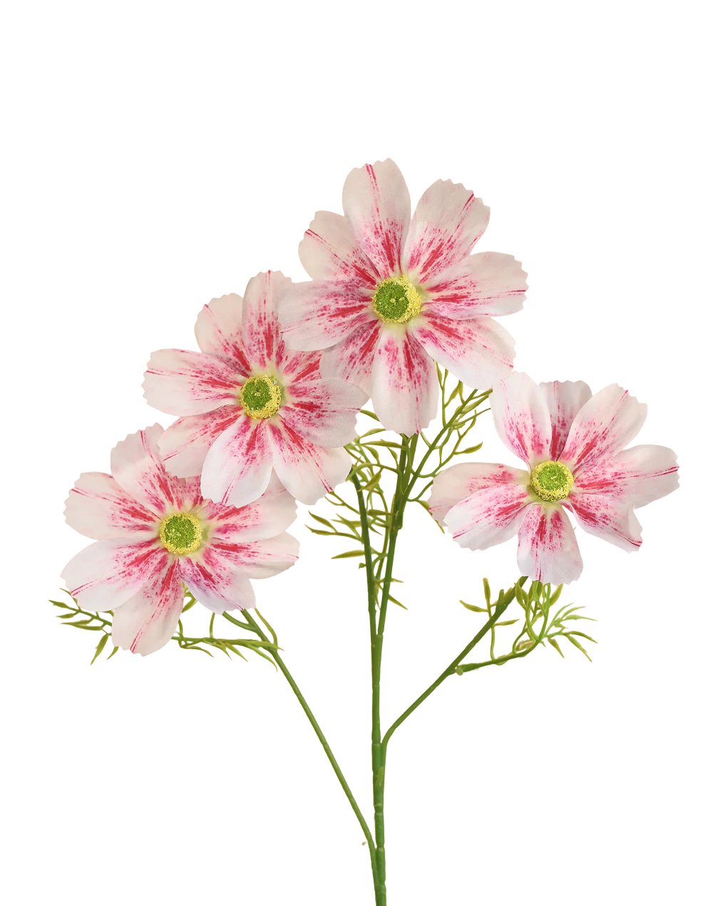 Freckled Pink Jumbo Cosmos Spray