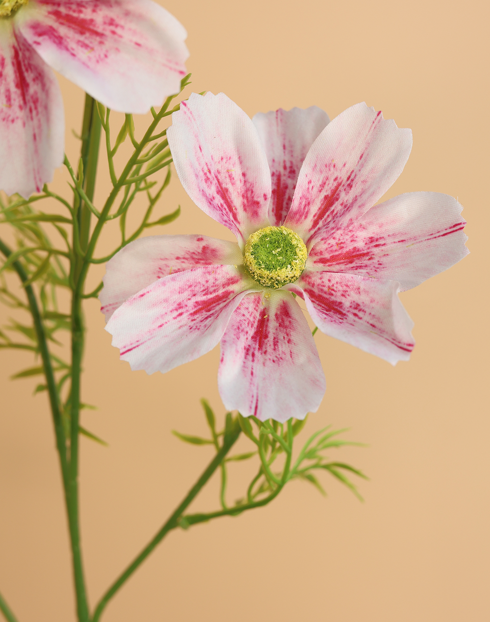 Freckled Pink Jumbo Cosmos Spray