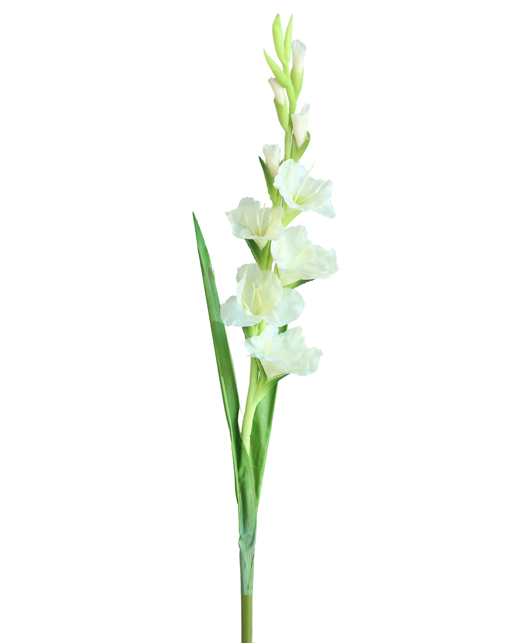 White Gladious White
