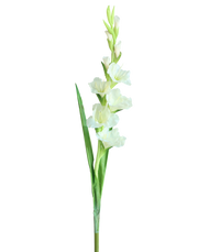 White Gladious White