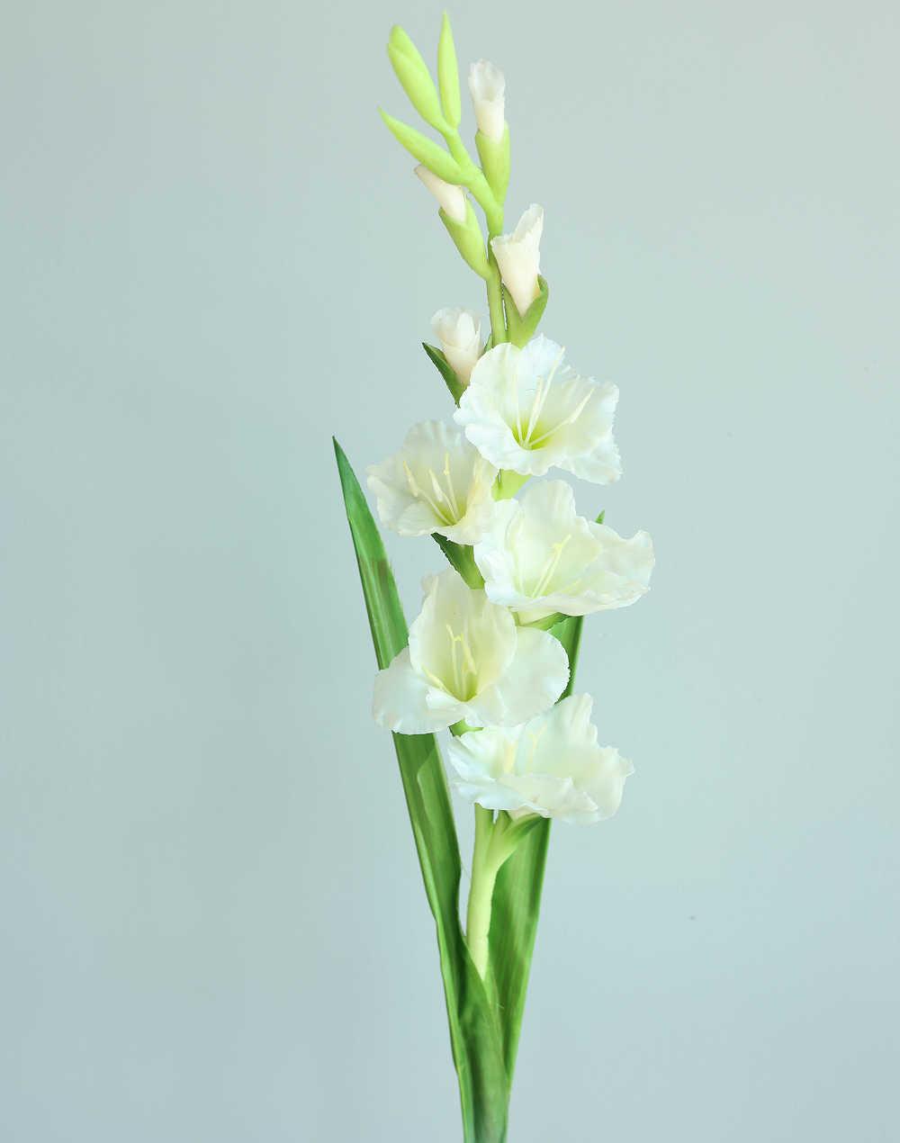 White Gladious White