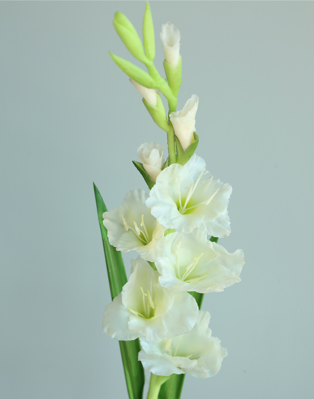 White Gladious White