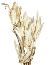 Woodbury Grass Spray White