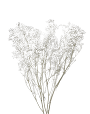 Dried Baby Breath's White