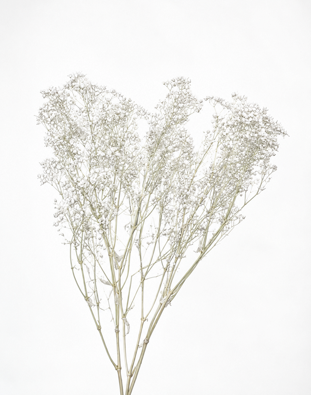Dried Baby Breath's White