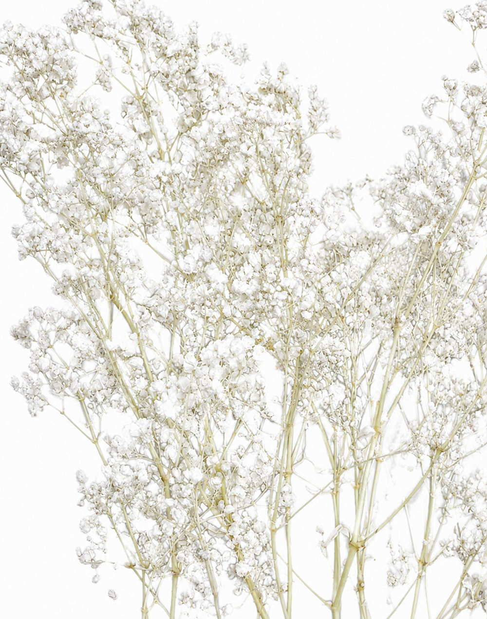 Dried Baby Breath's White