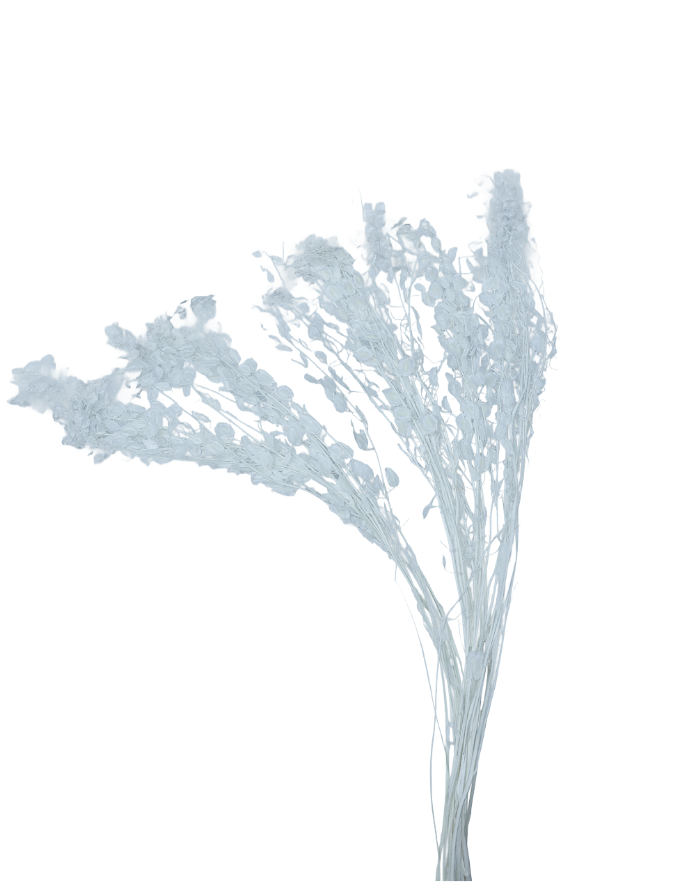 Dried Lumaria White