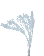 Dried Lumaria White